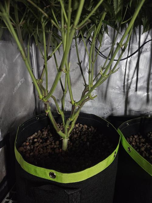 Blue Zushi Dutch Passion. Week 9