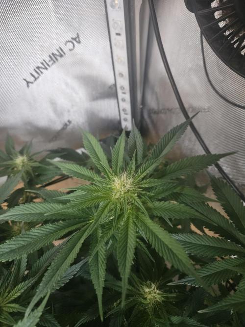 Sticky Brokkoli Zamnesia Eternity Cup. Week 9