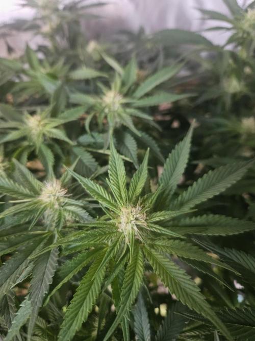 Sticky Brokkoli Zamnesia Eternity Cup. Week 9
