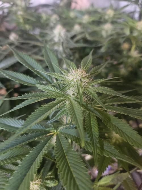 Sticky Brokkoli Zamnesia Eternity Cup. Week 9