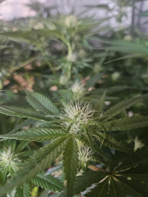 Sticky Brokkoli Zamnesia Eternity Cup. Week 9