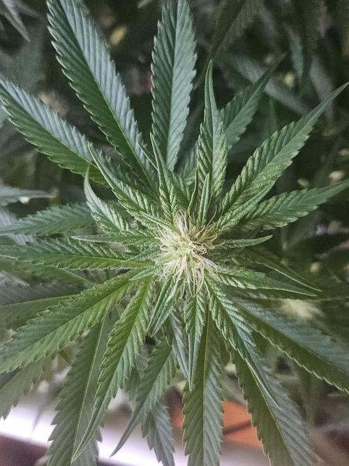 Sticky Brokkoli Zamnesia Eternity Cup. Week 9