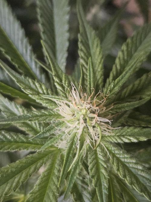 Sticky Brokkoli Zamnesia Eternity Cup. Week 9