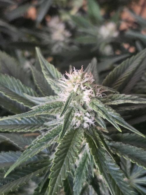 Slurricane Zamnesia. Week 9