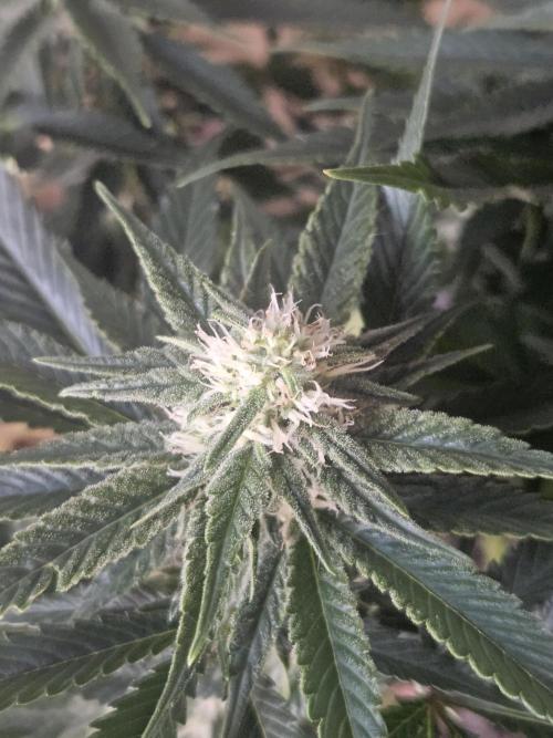 Slurricane Zamnesia. Week 9