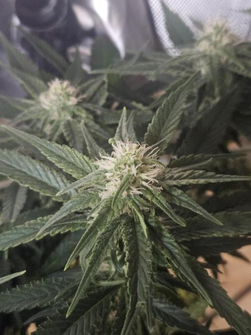 Slurricane Zamnesia. Week 9
