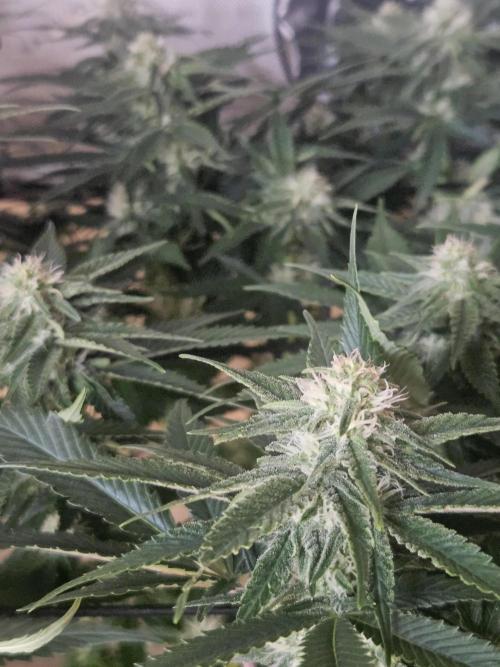 Slurricane Zamnesia. Week 9