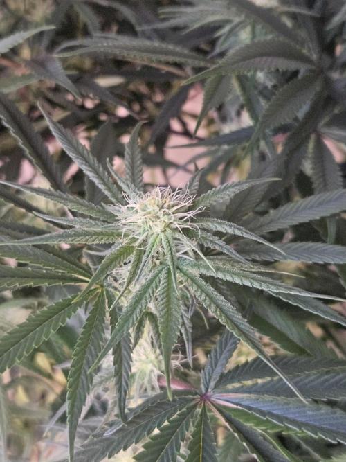 Blue Zushi Dutch Passion. Week 9