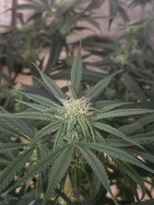 Blue Zushi Dutch Passion. Week 9