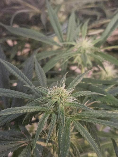 Blue Zushi Dutch Passion. Week 9