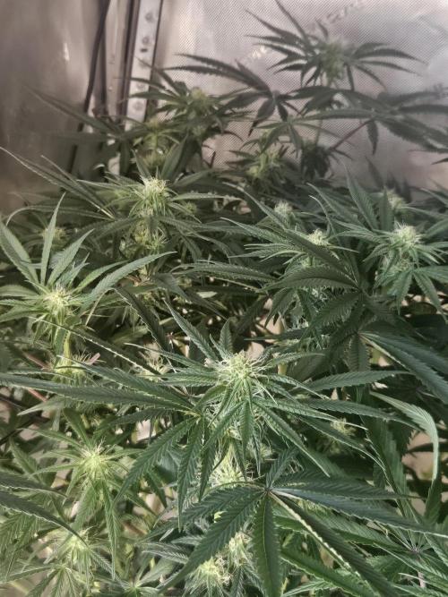 Blue Zushi Dutch Passion. Week 9