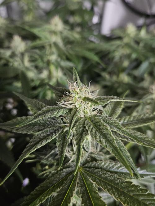 Sticky Brokkoli Zamnesia Eternity Cup. Week 10