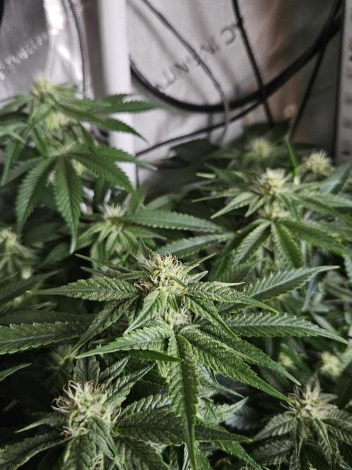 Sticky Brokkoli Zamnesia Eternity Cup. Week 10