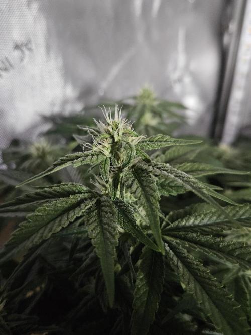 Sticky Brokkoli Zamnesia Eternity Cup. Week 10
