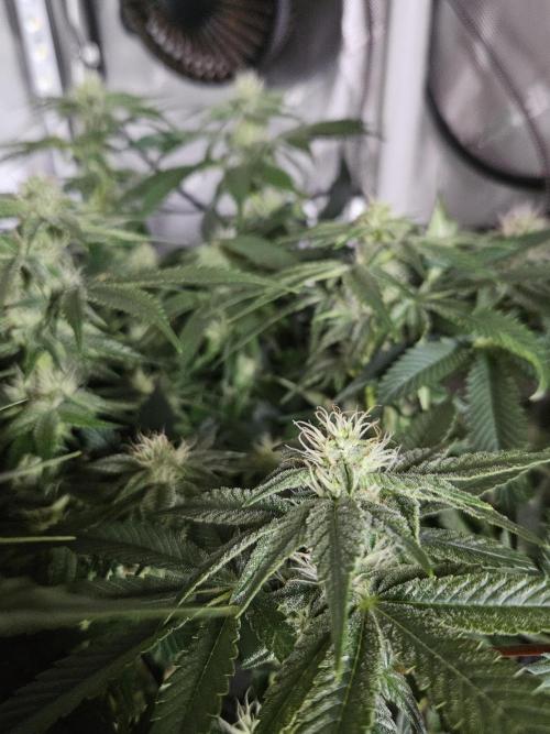 Sticky Brokkoli Zamnesia Eternity Cup. Week 10