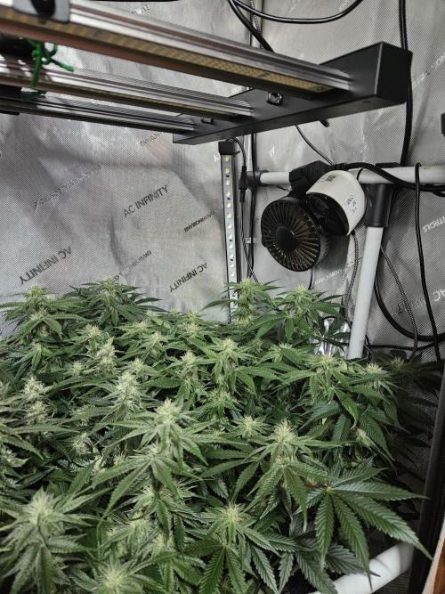 Sticky Brokkoli Zamnesia Eternity Cup. Week 10