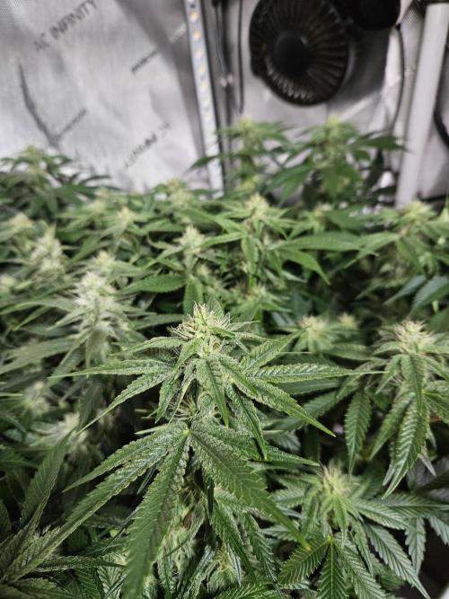 Sticky Brokkoli Zamnesia Eternity Cup. Week 10