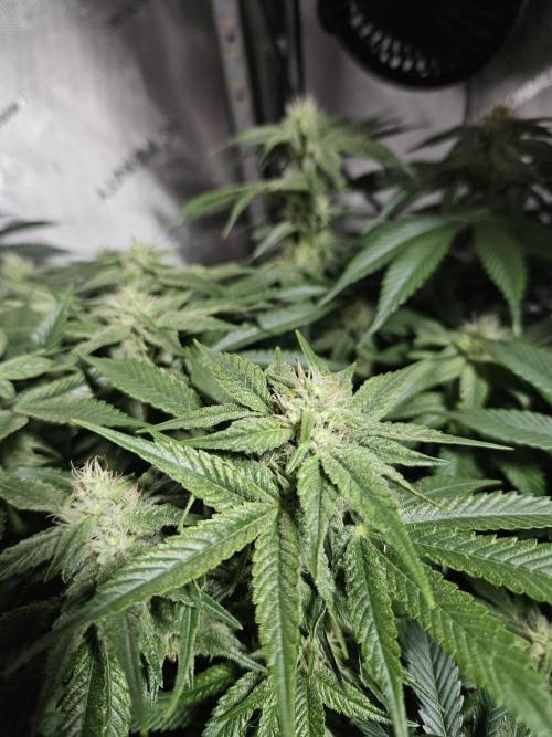 Sticky Brokkoli Zamnesia Eternity Cup. Week 10