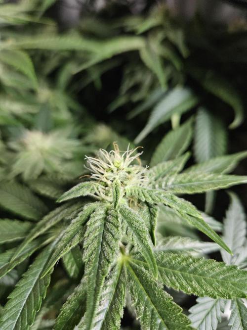 Sticky Brokkoli Zamnesia Eternity Cup. Week 10