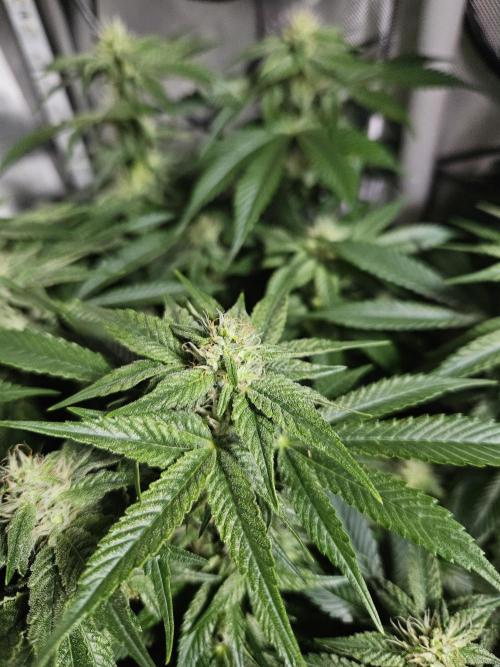 Sticky Brokkoli Zamnesia Eternity Cup. Week 10
