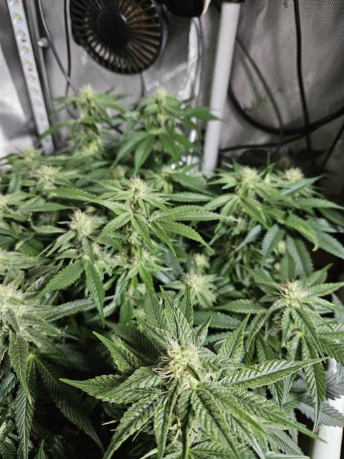 Sticky Brokkoli Zamnesia Eternity Cup. Week 10