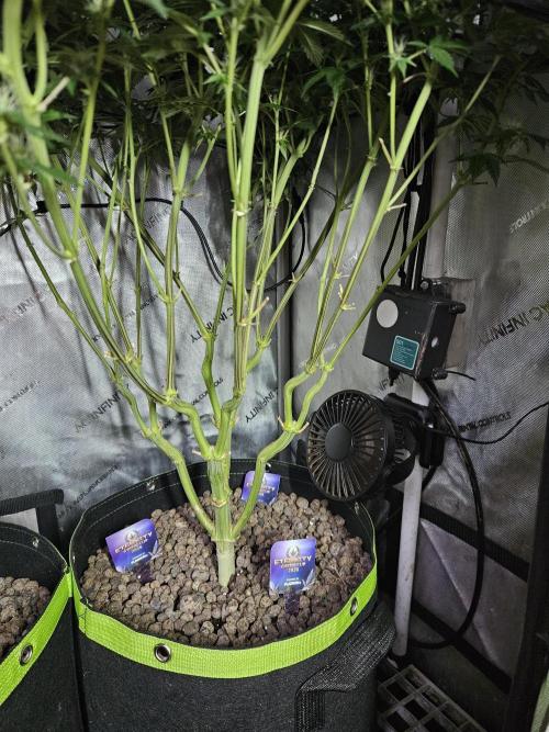 Sticky Brokkoli Zamnesia Eternity Cup. Week 10