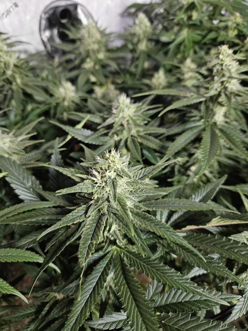 Slurricane Zamnesia. Week 10