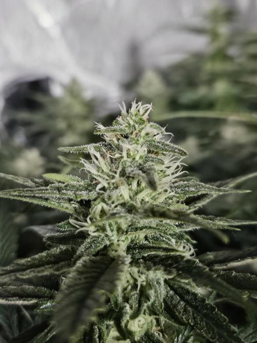 Slurricane Zamnesia. Week 10