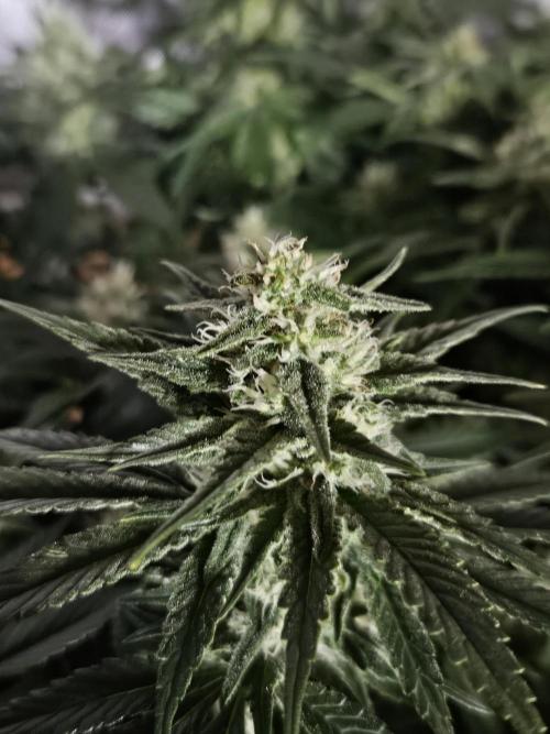 Slurricane Zamnesia. Week 10