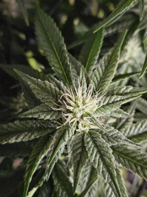 Slurricane Zamnesia. Week 10