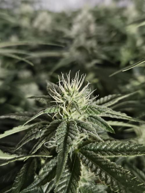 Slurricane Zamnesia. Week 10