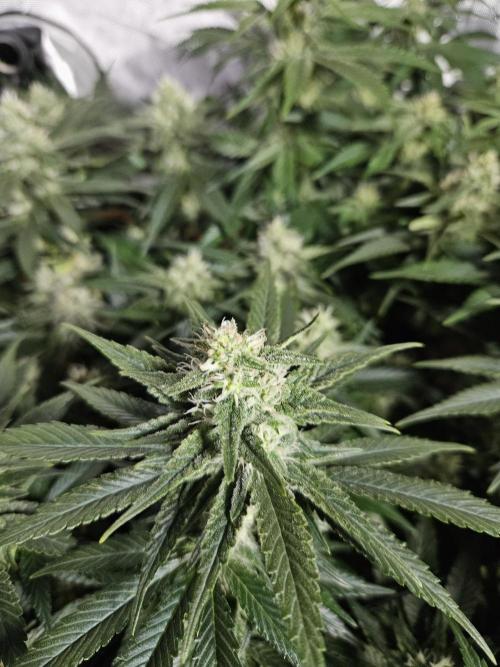 Slurricane Zamnesia. Week 10
