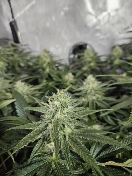 Slurricane Zamnesia. Week 10