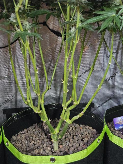 Slurricane Zamnesia. Week 10