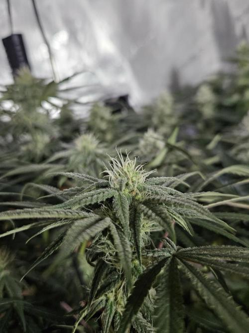 Blue Zushi Dutch Passion. Week 10