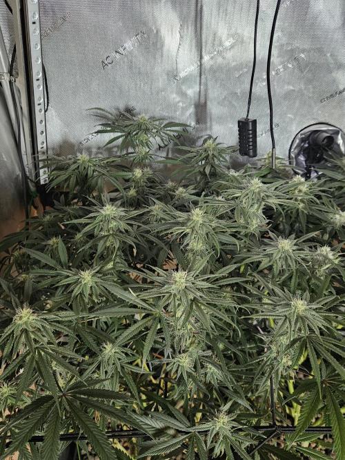 Blue Zushi Dutch Passion. Week 10