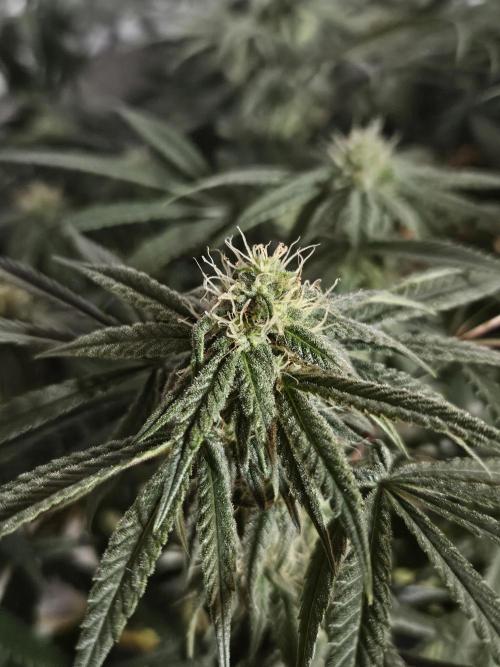Blue Zushi Dutch Passion. Week 10