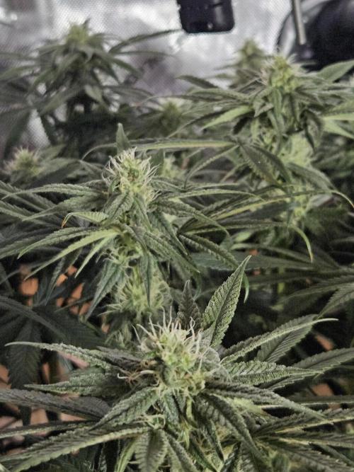 Blue Zushi Dutch Passion. Week 10