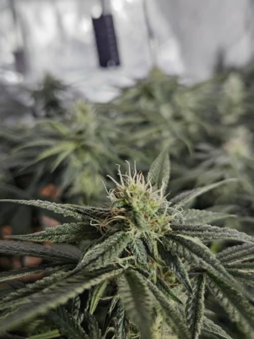 Blue Zushi Dutch Passion. Week 10
