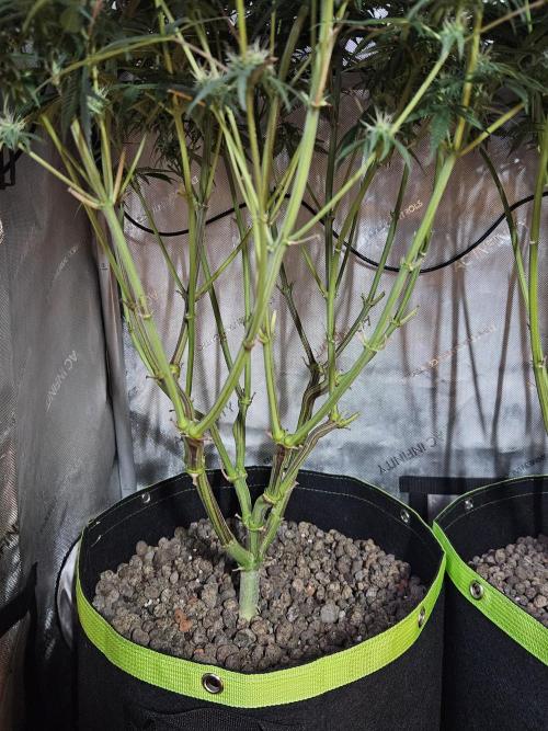 Blue Zushi Dutch Passion. Week 10