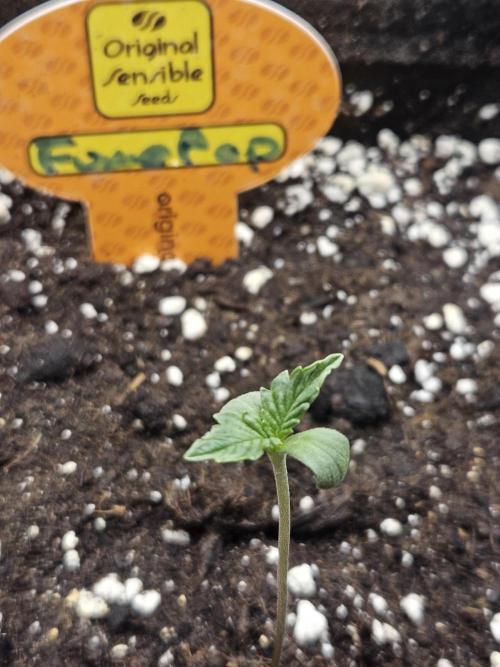 FumePop Auto Orginalsensibleseeds. Week 0