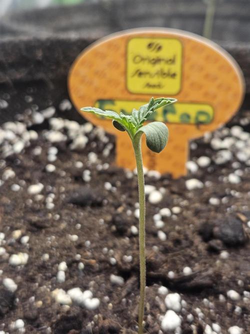 FumePop Auto Orginalsensibleseeds. Week 0