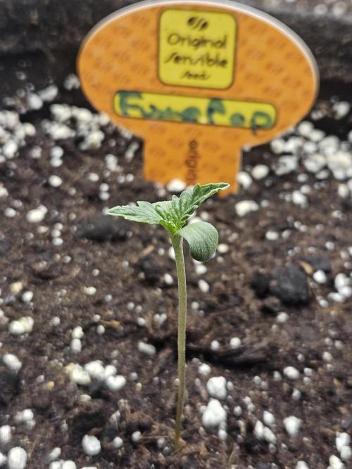 FumePop Auto Orginalsensibleseeds. Week 0