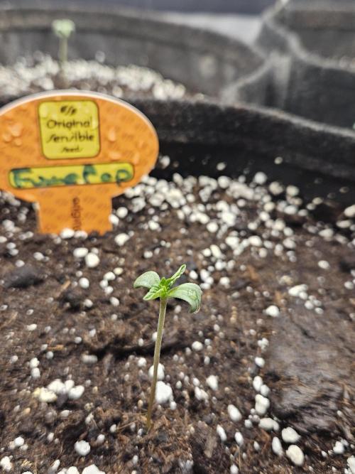FumePop Auto Orginalsensibleseeds. Week 0