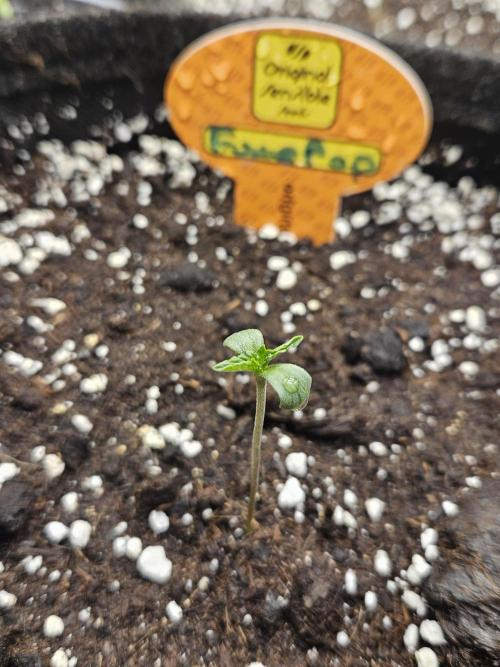 FumePop Auto Orginalsensibleseeds. Week 0