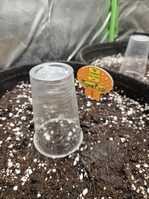 FumePop Auto Orginalsensibleseeds. Week 0