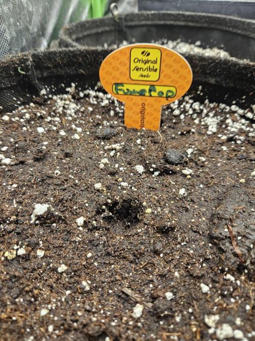 FumePop Auto Orginalsensibleseeds. Week 0