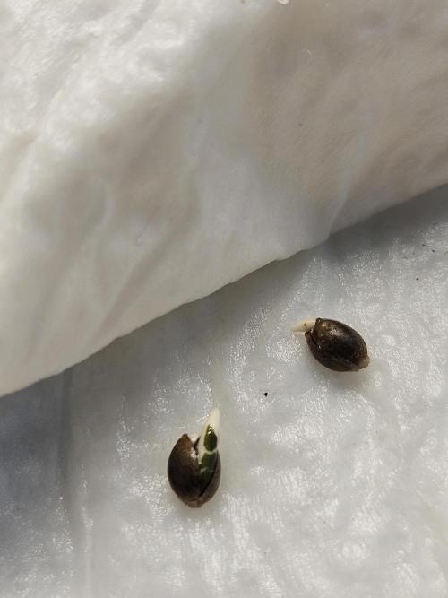FumePop Auto Orginalsensibleseeds. Week 0