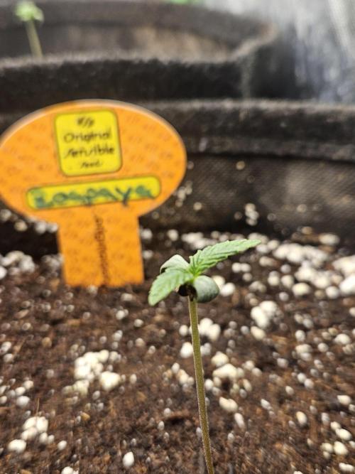 Zoapaya Auto Orginalsensibleseeds. Week 0
