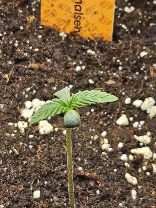 Zoapaya Auto Orginalsensibleseeds. Week 0